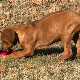 Purple - Rhodesian Ridgeback puppy from Running From Reality Ranch & Ridgebacks