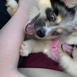 Pomsky and Siberian Husky Puppies from Pine and Sea Pomskies