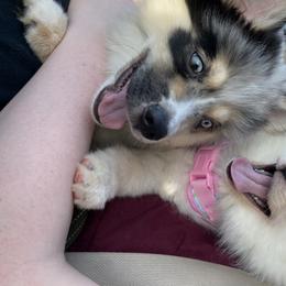 Pomsky and Siberian Husky Puppies from Pine and Sea Pomskies