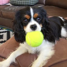 Cavalier King Charles Spaniel Puppies from Sophia's Hearth Cavaliers