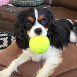 Cavalier King Charles Spaniel Puppies from Sophia's Hearth Cavaliers