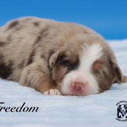 Freedom - Red merle male Miniature Australian Shepherd puppy in Weeki Wachee, Florida from Arlington's Mini Aussies