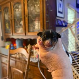 Riley pup 1 - White black and tan female Toy Fox Terrier puppy in Clermont, Florida from Debbie Hiles's Toy Fox Terriers