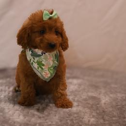 Buttercup - Red  female Goldendoodle puppy in Apopka, Florida from Rae Precious Puppies