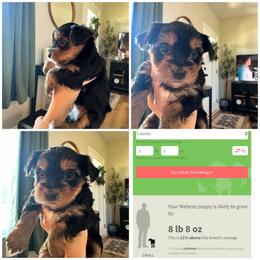Gordon - Black and gold male Morkie puppy in Cleveland, Tennessee from Moody’s Morkies and More