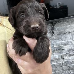 Puppy 12 - Brown female Whoodle puppy in Corinth, Maine from Whoodles of Maine