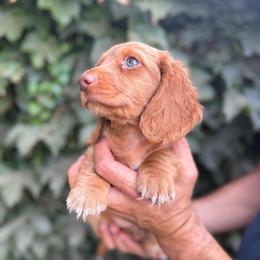 Cream-reddish  longhair male - Cream male Dachshund puppy in Manteca, California from Sweet and Low Dachshunds