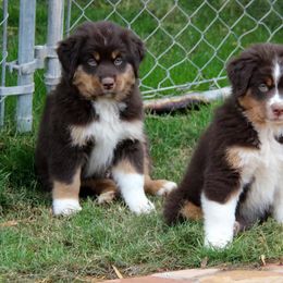Miniature American Shepherd Puppies from Lynwood