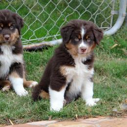 Miniature American Shepherd Puppies from Lynwood