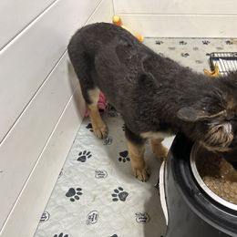 German Shepherd Puppies from Devon Rugerio's German Shepherds