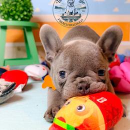 Andy - Liver male French Bulldog puppy in Strunk, Kentucky from Waters Edge French Bulldogs LLC