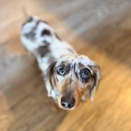 Mia - Dachshund