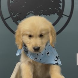 Boy 3 - male Golden Retriever puppy in Seagrove, North Carolina from Willow Oak Farm Golden Retrievers