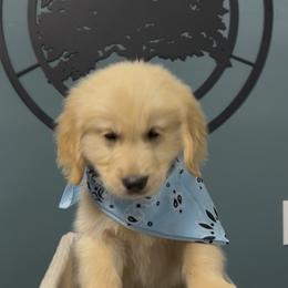 Boy 3 - male Golden Retriever puppy in Seagrove, North Carolina from Willow Oak Farm Golden Retrievers