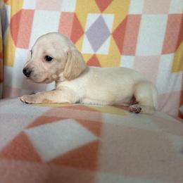 Bindi - Cream female Dachshund puppy in Temple, Texas from Brit’s Doxie Crossing