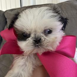 Sweet pie - Tricolor female Shih Tzu puppy in Bullhead City, Arizona from Arizona Shih Tzu Land