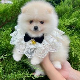 Julietta - Cream female Pomeranian puppy in Hot Springs, Arkansas from Pomeranian Empire