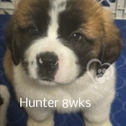 Hunter - White and brown male Saint Bernard puppy in Kaukauna, Wisconsin from Holtz Family Saints