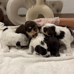 Miniature Schnauzer puppies from Violet’s Meadow