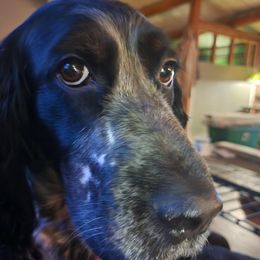 Jade - English Springer Spaniel