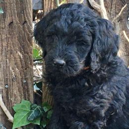 Double Doodle and Goldendoodle Puppies from Davis Doodles
