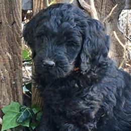 Double Doodle and Goldendoodle Puppies from Davis Doodles