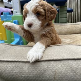 Bernedoodle, Poodle, and Saint Berdoodle Puppies from Myt fine doodles