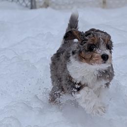Aussiedoodle Puppies from Ridgeview Aussiedoodles