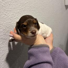 Dachshund and Doberman Pinscher Puppies from Texas Mini Dachshunds & Dobermans