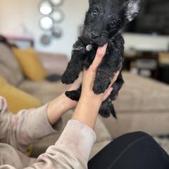 Scottish Terrier Puppies from Santas Scotties