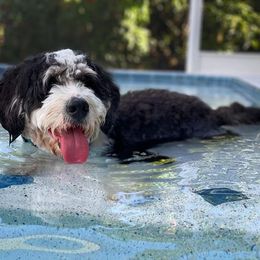 Bernedoodle All Grown Up from Golden Coast Bernedoodles