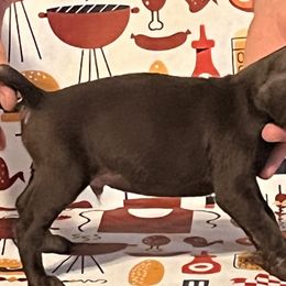 Boy 4 - German Shorthaired Pointer puppy in Weirton, West Virginia from Weber Valley Kennels