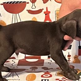 Boy 4 - German Shorthaired Pointer puppy in Weirton, West Virginia from Weber Valley Kennels