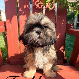 Freddy - Red male Shih Tzu puppy in Hemet, California from Aloha Shih Tzu
