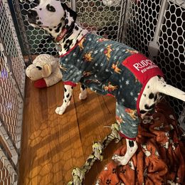 Basset Hound and Dalmatian Puppies from Lazy B Bassets and Dalmatians