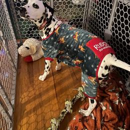 Basset Hound and Dalmatian Puppies from Lazy B Bassets and Dalmatians