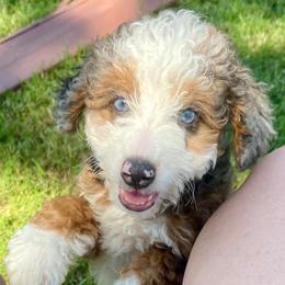 Sophie - Bernedoodle