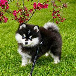 Conan - Black and white male Pomsky puppy in Michigan from Blue Water Pomskies