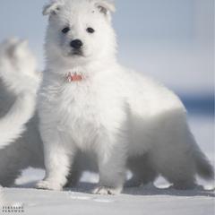 Orange boy - White male Berger Blanc Suisse puppy in Chestnut, Illinois from Fireside Fernweh