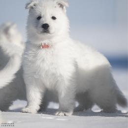 Orange boy - White male Berger Blanc Suisse puppy in Chestnut, Illinois from Fireside Fernweh