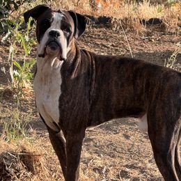 Ruger - Boxer