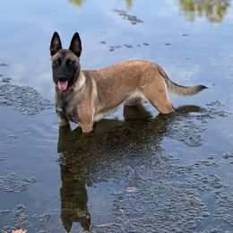 Maddy - Belgian Malinois