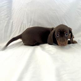 Lorriane - Chocolate and tan female Dachshund puppy in Silver Springs, Florida from DeMarsh's Dachshunds