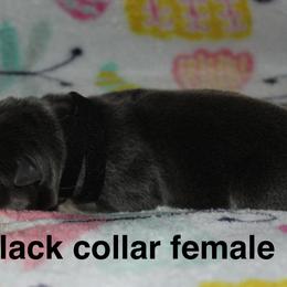 Black collar female - Blue female German Shepherd puppy in Ann Arbor, Michigan from Von Der Havier German Shepherds
