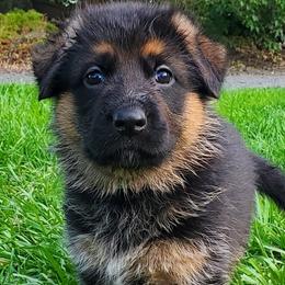 German Shepherds from Zeitgeist German Shepherds