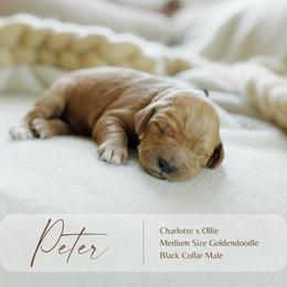 Peter - Red  male Goldendoodle puppy in Hiddenite, North Carolina from Rose and Reid Doodles