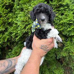Fern - Parti male Poodle puppy in Longview, Washington from Evergreen Miniature Poodles