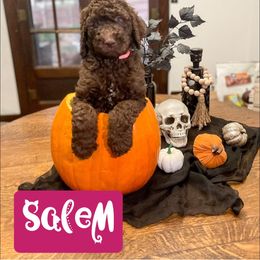 Double Doodle and Labradoodle Puppies from Magnolia & Finn Doodles