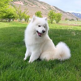 Dakota - Samoyed