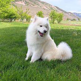 Dakota - Samoyed
